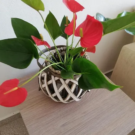 Denis Studios And Paralía